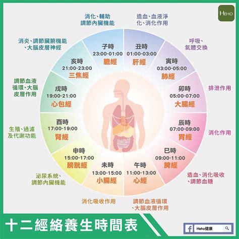 十二時辰經絡表|十二經脈與十二時辰對應養生時間